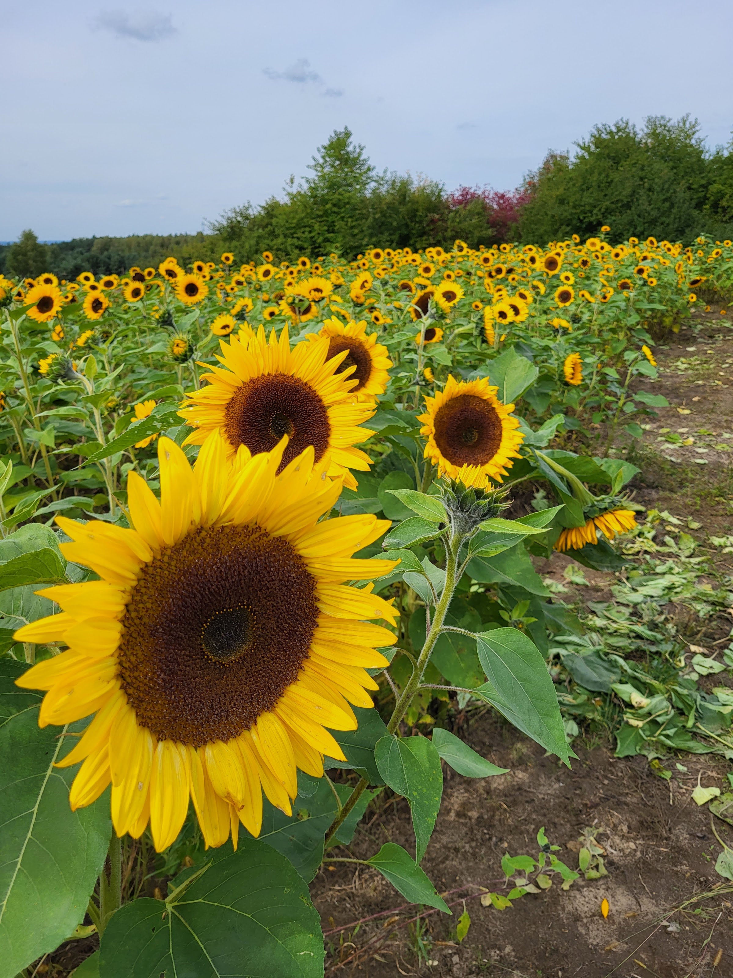 Dyniowe Pole Przybynów